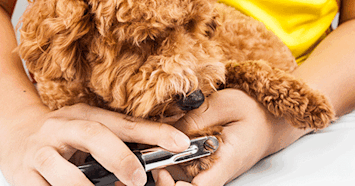 dog nail trimming