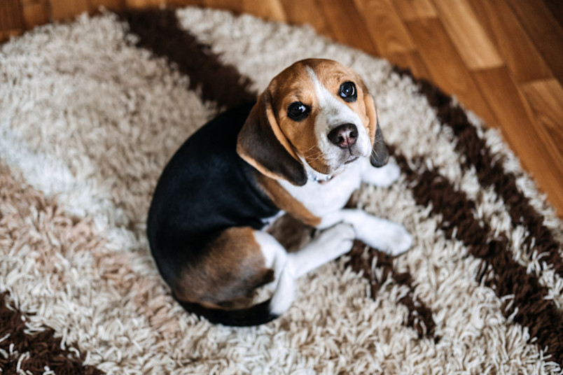 A sad puppy sitting on a rug who does not want to get parvo.