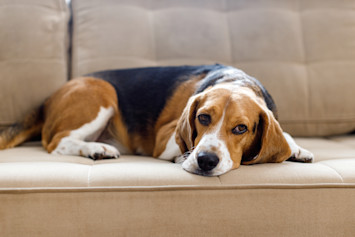 A small black and tan dog sits on a white pad with visible bloody stool, indicating a potential health issue such as bloody diarrhea in dogs. This image highlights the importance of understanding why your dog is pooping blood and seeking prompt veterinary care.