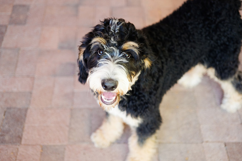 Bernedoodle standing outside