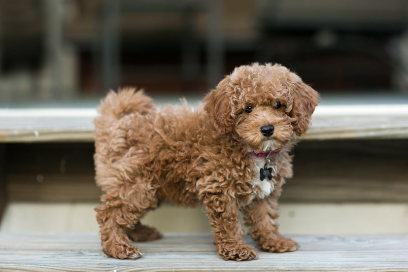 Bichpoo Puppy