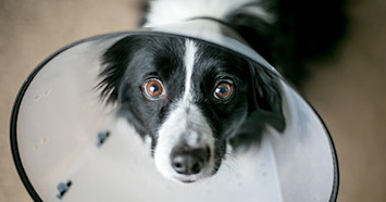 Dog Spay/Neuter Recovery