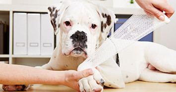 boxer puppy getting its paw wrapped