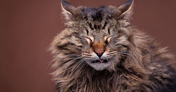 brown cat sneezing