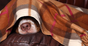 Canine Influenza