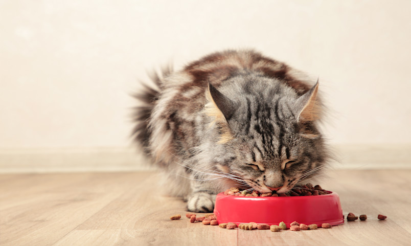 Cat Eating Prescription Diet for Feline Hyperthyroidism