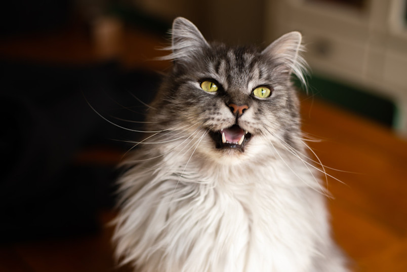 Happy cat with clean teeth.