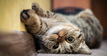 cat lying against wall