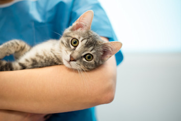 Cat at the vet's office being held by the vet