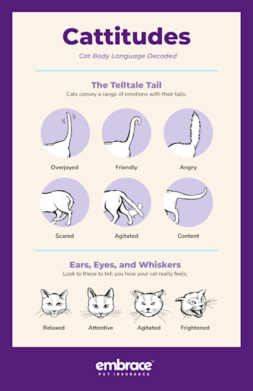 Cattitudes: Cat Body Language