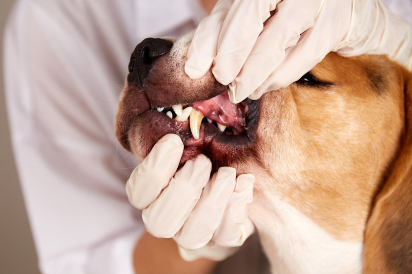 Dog at the vet having it's teeth examined and cleaned.