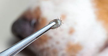 dog-behind-tweezers-with-tick