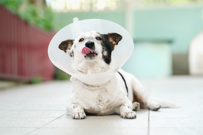 Dog Recovering from Neuter with Cone around Neck