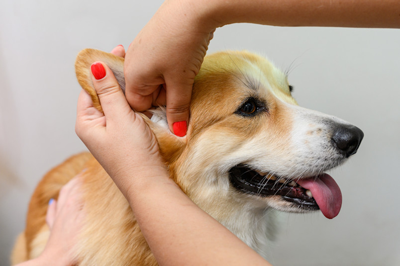 Person Cleaning Dog's Ear