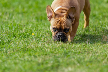 Dog Eating Poop in Grass