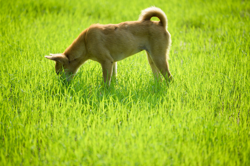 Dog Eating Poop in Grass