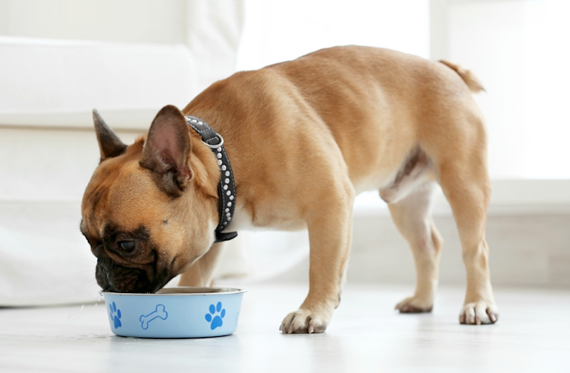Dog Eating Food with Coconut Oil