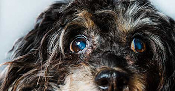 dog going blind