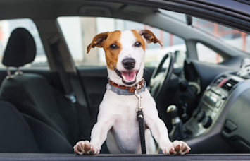 Dog in Hot Car