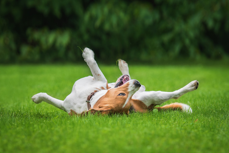 Dog in Lawn