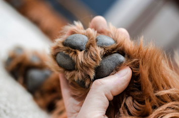 Protect Dog's Paws from Hot Pavement