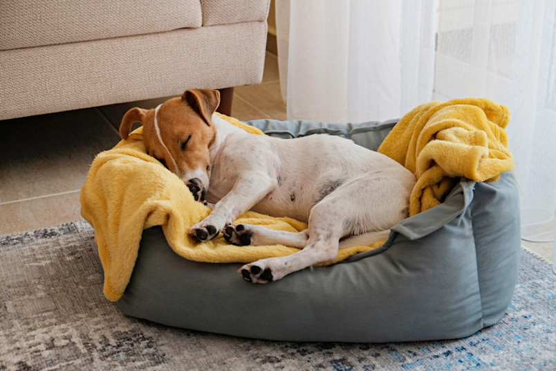 A dog resting in his dog bed after being spayed