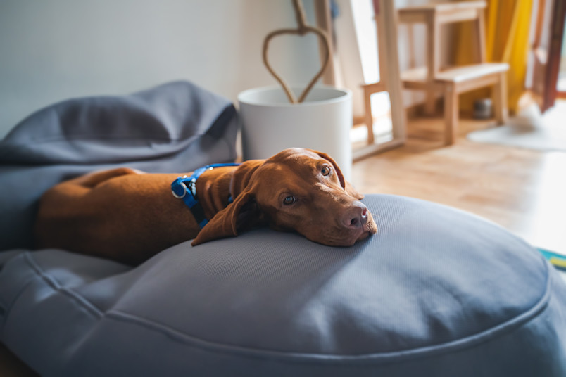 Dog Resting from Spay