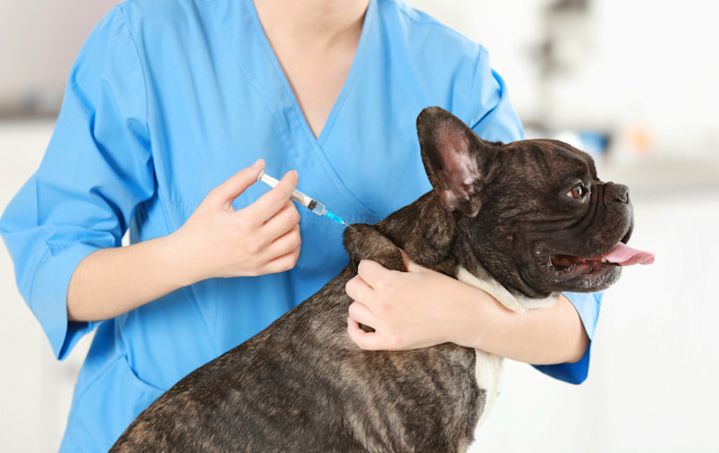 Dog at the vet receiving the dapp vaccine for dogs