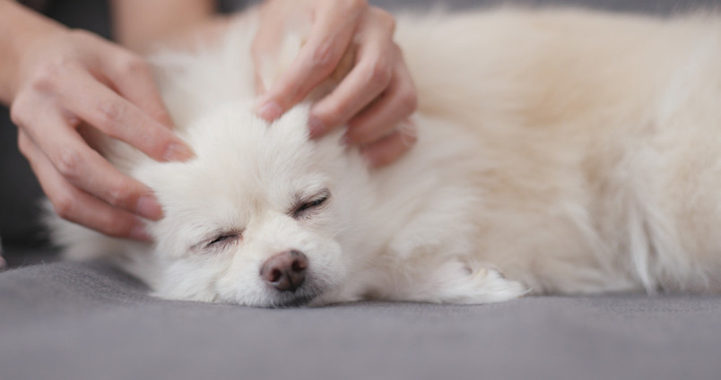 Dog breed for seniors