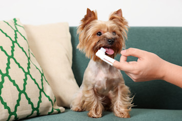 A fluffy brown, small dog, most likely experiencing excessive licking and bad breath, sits on a couch as its owner uses a toothbrush with toothpaste safe for dogs with bad breath.