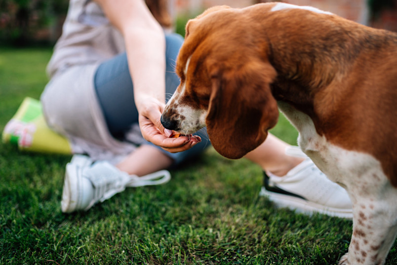 Dog eating apple out of owners hand