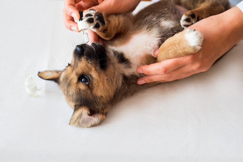 Dog getting vaccine-shot