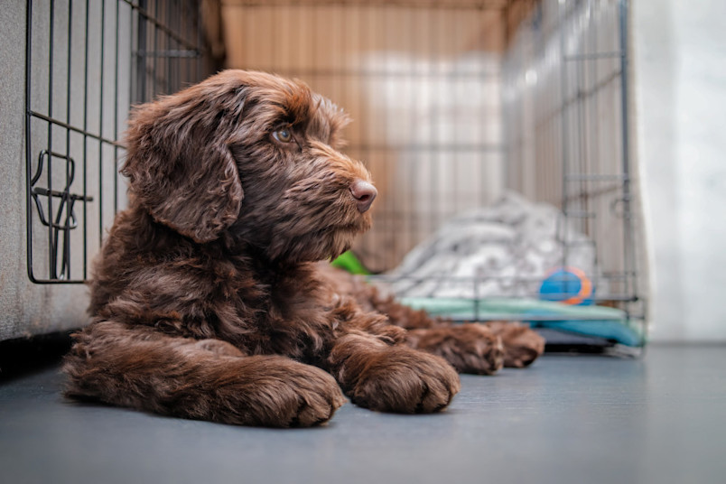 Dog laying in front of its crate during puppy crate training