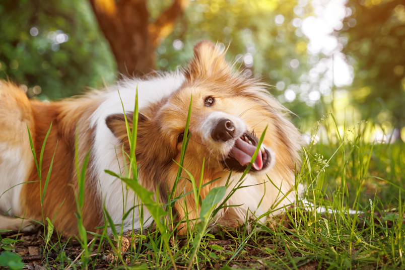 Dog laying outside eating the grass