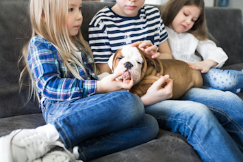 Dog laying with family