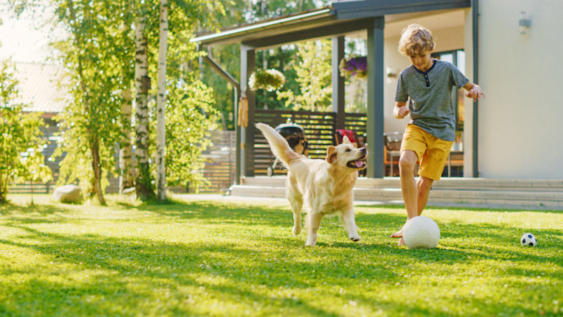 Dog outside with family