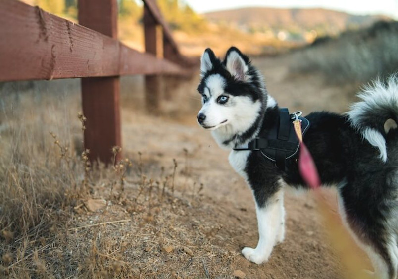 A striking black and white Pomsky dog with blue eyes stands alert on a dirt path, showcasing the beautiful mix of Pomeranian and Husky features.
