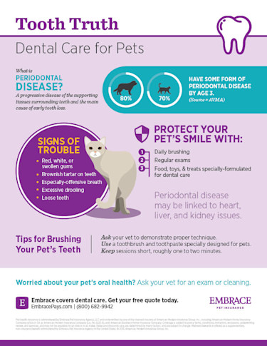Pet Dental Infographic