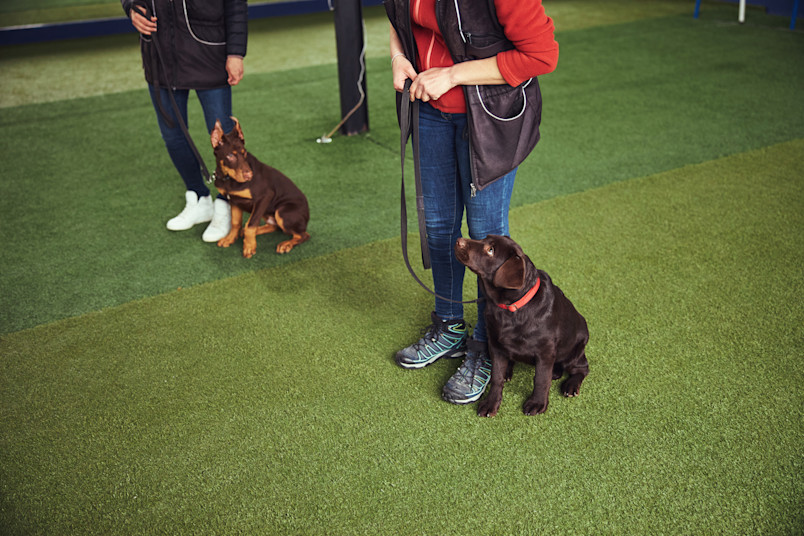 Person Training Labrador for Emotional Support Animal (ESA)