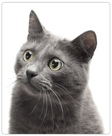 Feline Acne