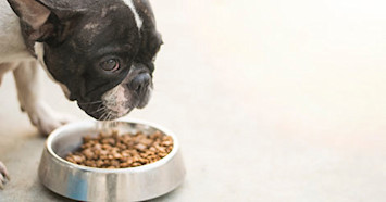 french bulldog eating dog food