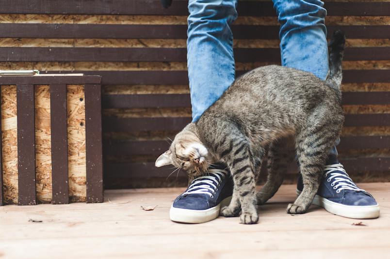 Friendly Cat Purring at Person's Legs