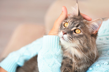 A friendly cat breed sitting in their owner's lap getting petted.