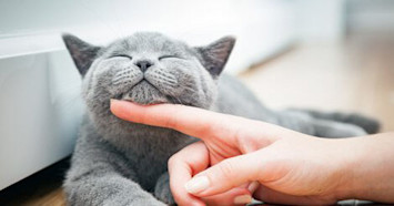 happy cat