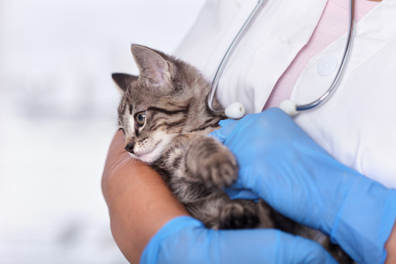 Kitten at the vet