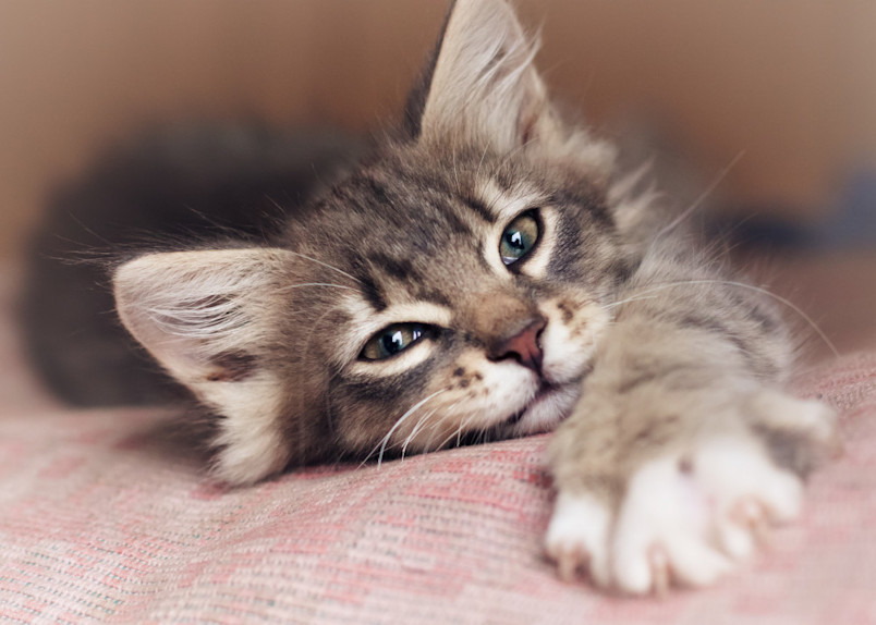 Kitten laying down
