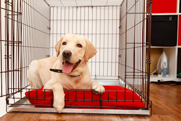 Labrador dog in crate laying in bed after being crate trained