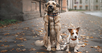 Large older tan dog holding a leash in it's mouth that is connected to a small young brown and white dog's collar
