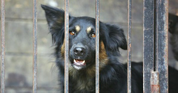 Less Adoptable Dogs
