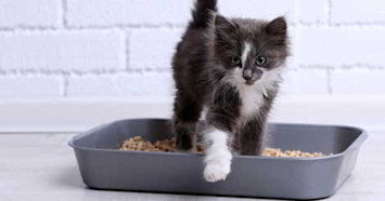 Litter Box Training